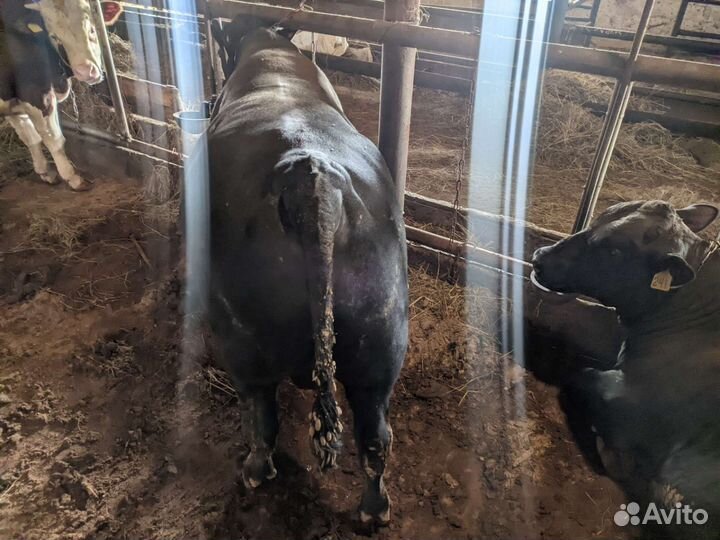 Быки Абердин-Ангус на племя и разведение,живой вес