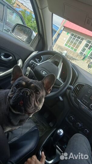 Вязка французского бульдога, щенки