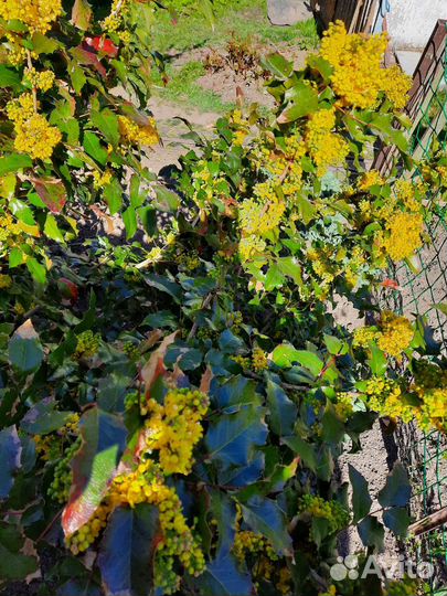 Магония падуболистная саженец