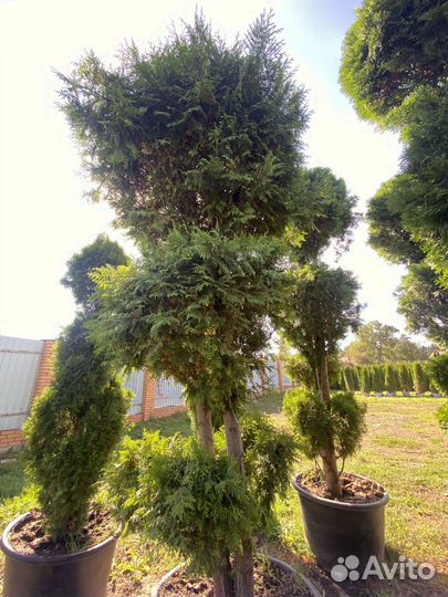 Саженцы туи формированной 3 метра