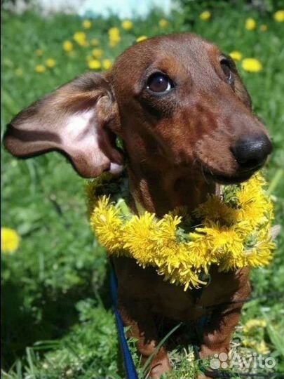 Кроличья такса вязка