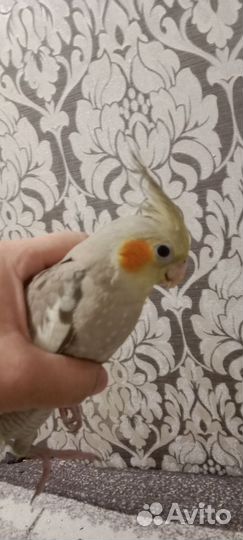 Птенцы корелла