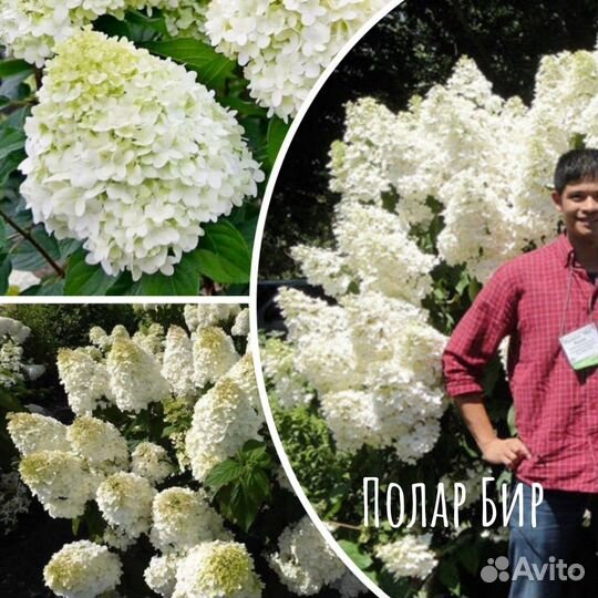 Самые красивые гортензии