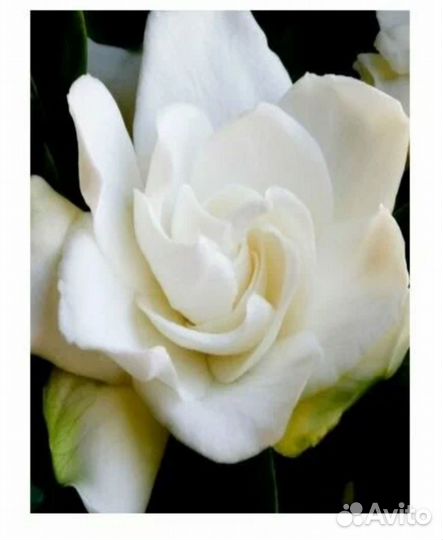 Yodeyma Парфюмерная женская вода tendenze 100 мл