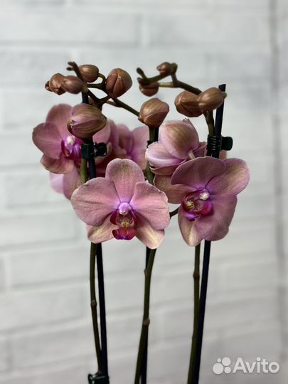 Орхидея фаленопсис