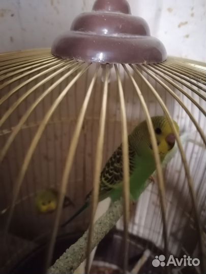 Птенцы волнистый попугай