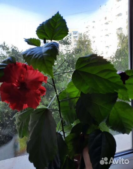 Роза китайская