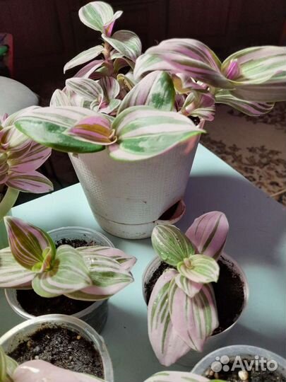 Традесканция розовый холм