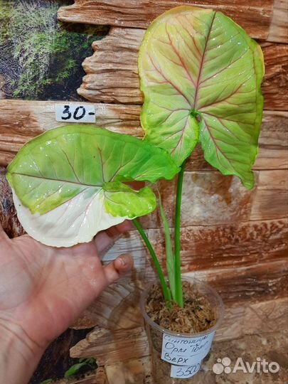 Сингониум Орм тонг