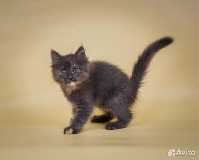 Пушистый котенок Никки (2 мес)