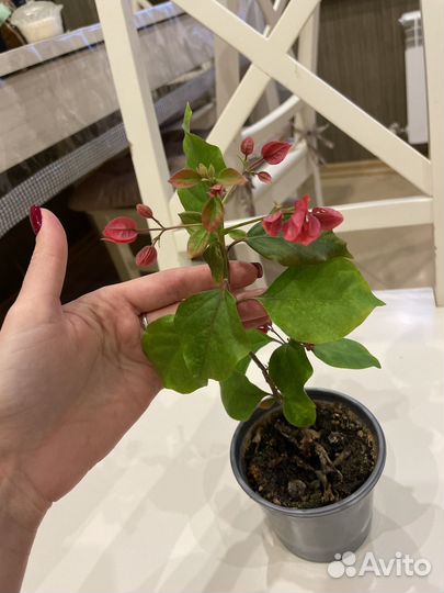 Бугенвиллия