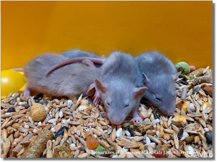 Крысы и крысята. Клетка в подарок