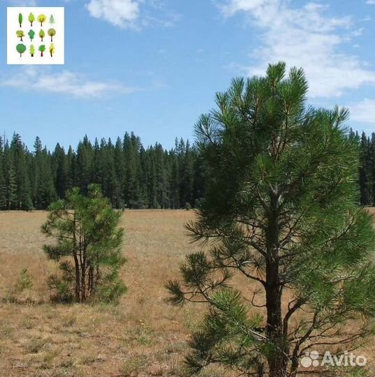 Саженцы сосна