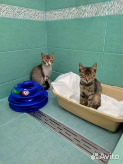 Кошка в дар бесплатно