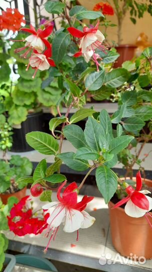 Укорененные черенки фуксии