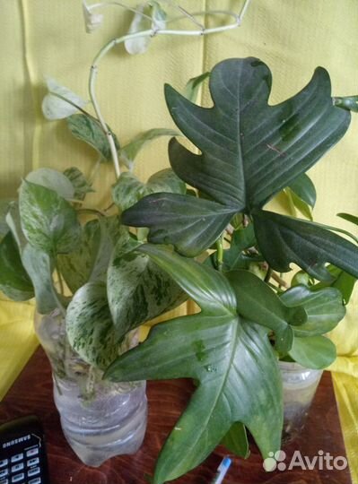 Сциндапсус Мараморная королева, Филодендрон, сажен