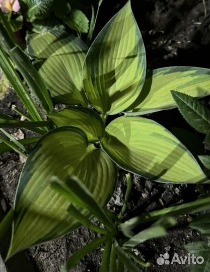 Хоста растение