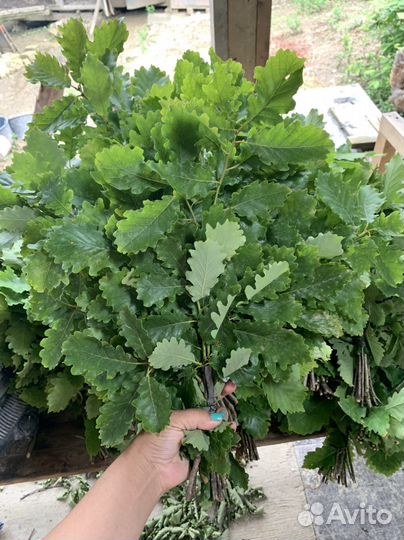 Дубовые веники для бани