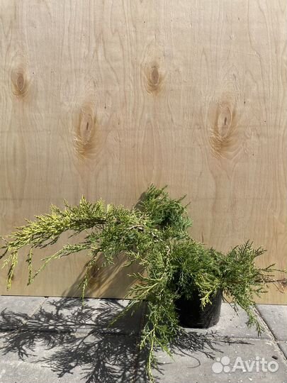 Туя смарагд, можжевелькик