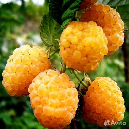 Саженцы малины и желтой сливы