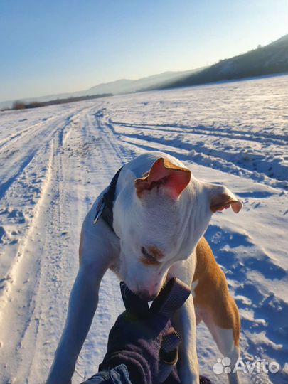 Американский стаффордширский терьер