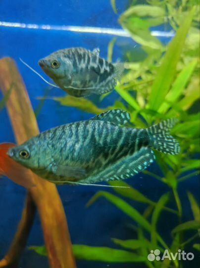 Аквариумные рыбки. Инфузория, нематоды- корм