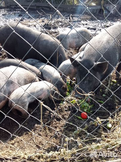 Вьетнамские вислобрюхие поросята