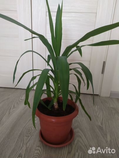 Замиокулькас,Юкка,сингониум