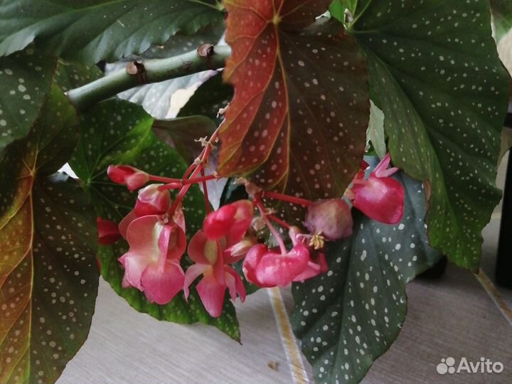 Сансевиерия щучий хвост, бегония- крылья ангела