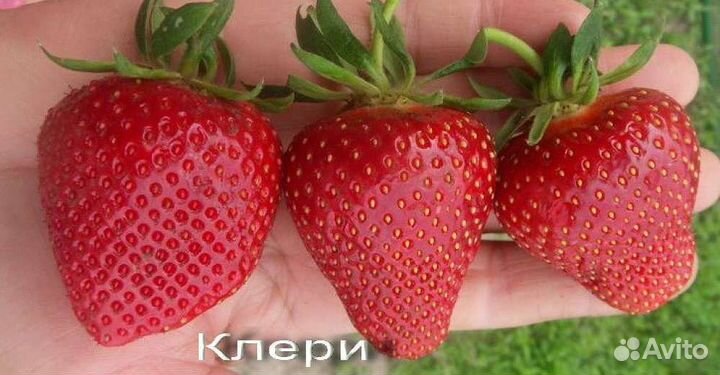 Рассада клубники