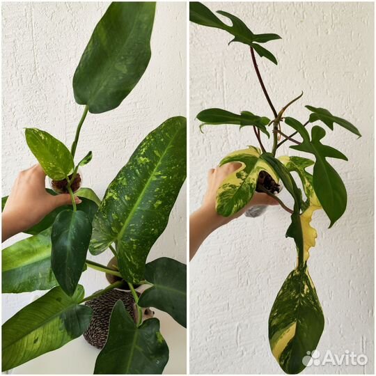 Комнатные растения