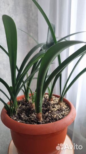 Комнатные цветы