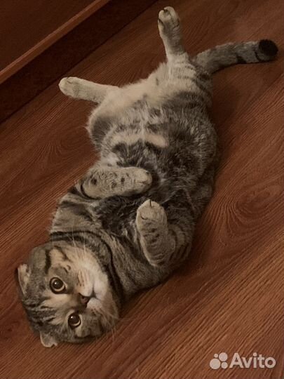 Шотландский кот для вязки