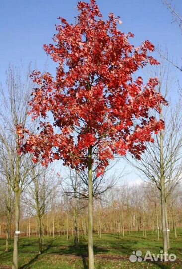 Клён красный