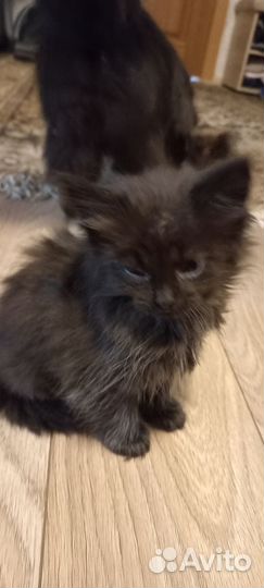 Сибирские котята