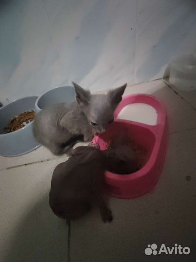 Донской сфинкс котята