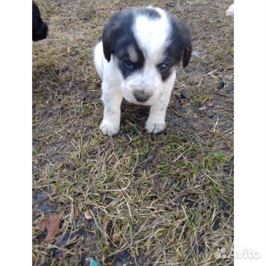 Отдам в добрые руки щенков русского спаниеля