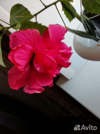 Роза комнатная домашняя гибискус махровый