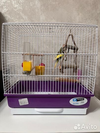 Волнистый попугай с клеткой