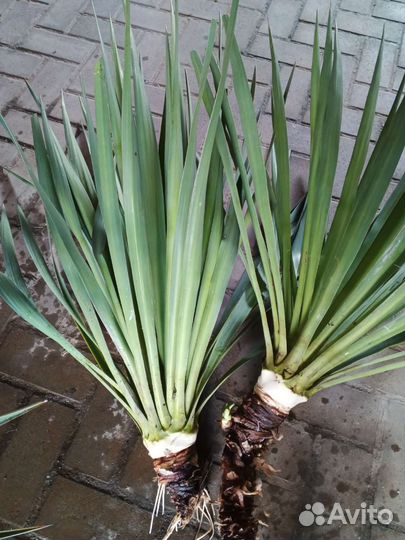 Юкка и ирисы