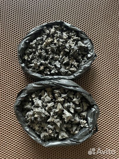 Водяной орех Чилим