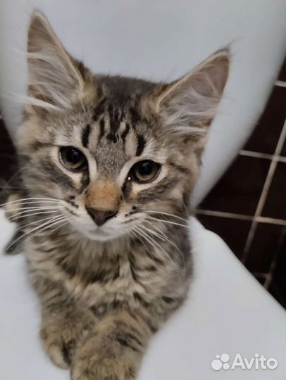 Храбрый малыш в добрые руки