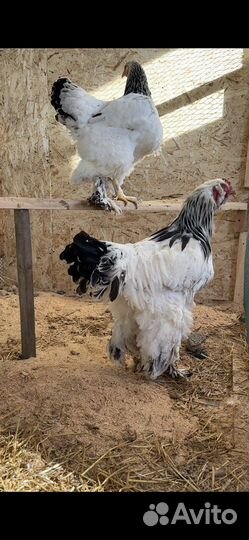 Инкубационное яйцо Брама