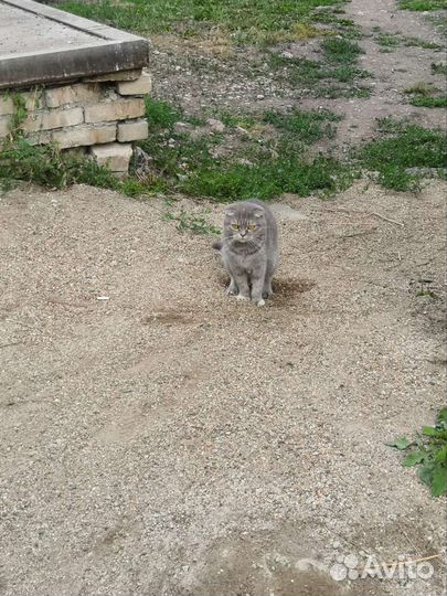 Кошки в добрые руки бесплатно