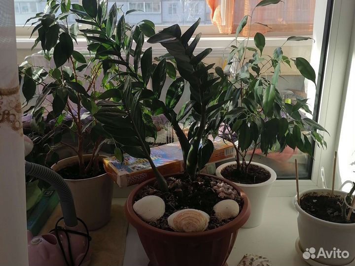 Продам цветы комнатные