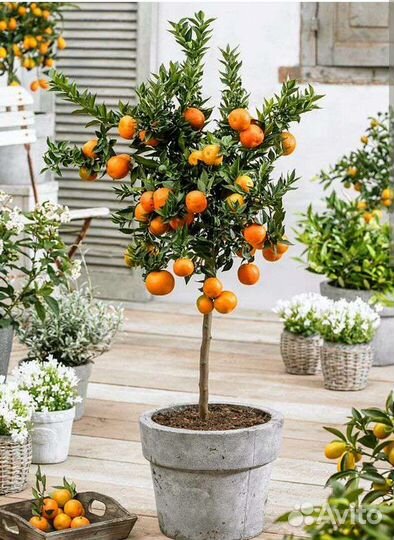 Мандарин с плодами в горшке для дома