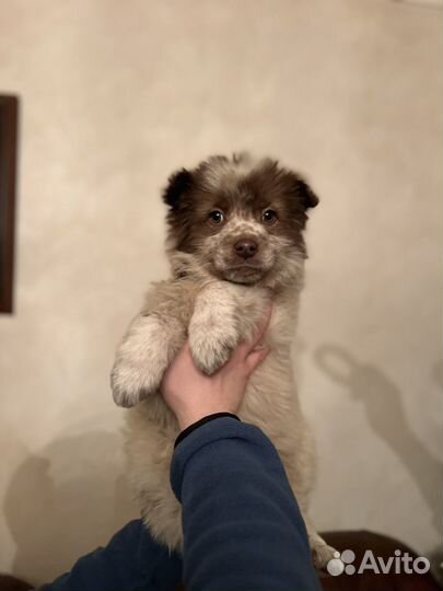 Умка медвежонок