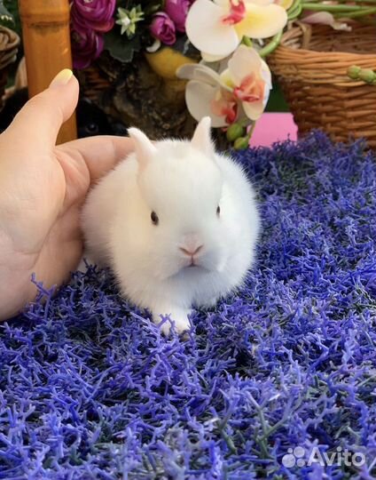 Кролики миниатюрных пород