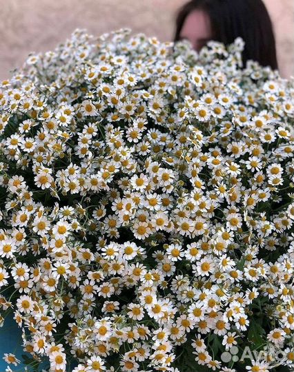 Ромашки Пионы Розы Доставка