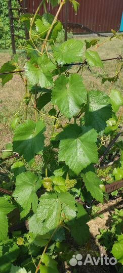 Виноградные листья долма